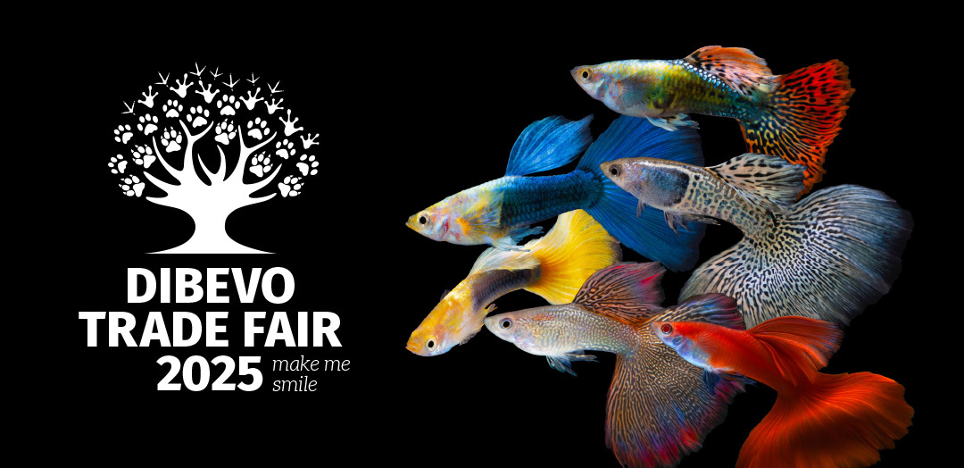 Dibevo Trade Fair