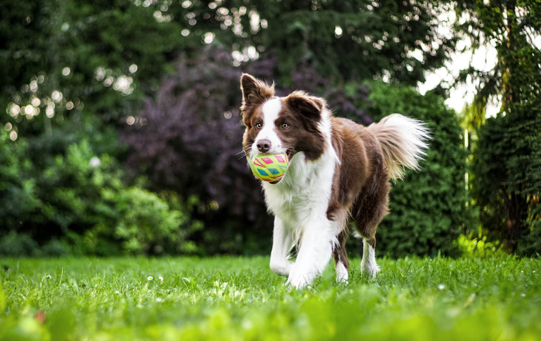 Dierenpension vol in de zomer