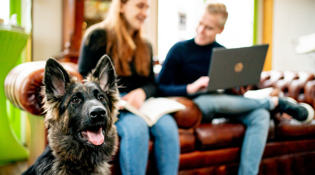 Is een nationaal monitoringssysteem voor huisdieren haalbaar?