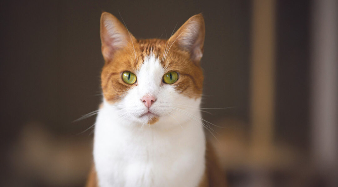 Beste redactie van de Volkskrant: ook kattenpensions brengen rust en structuur