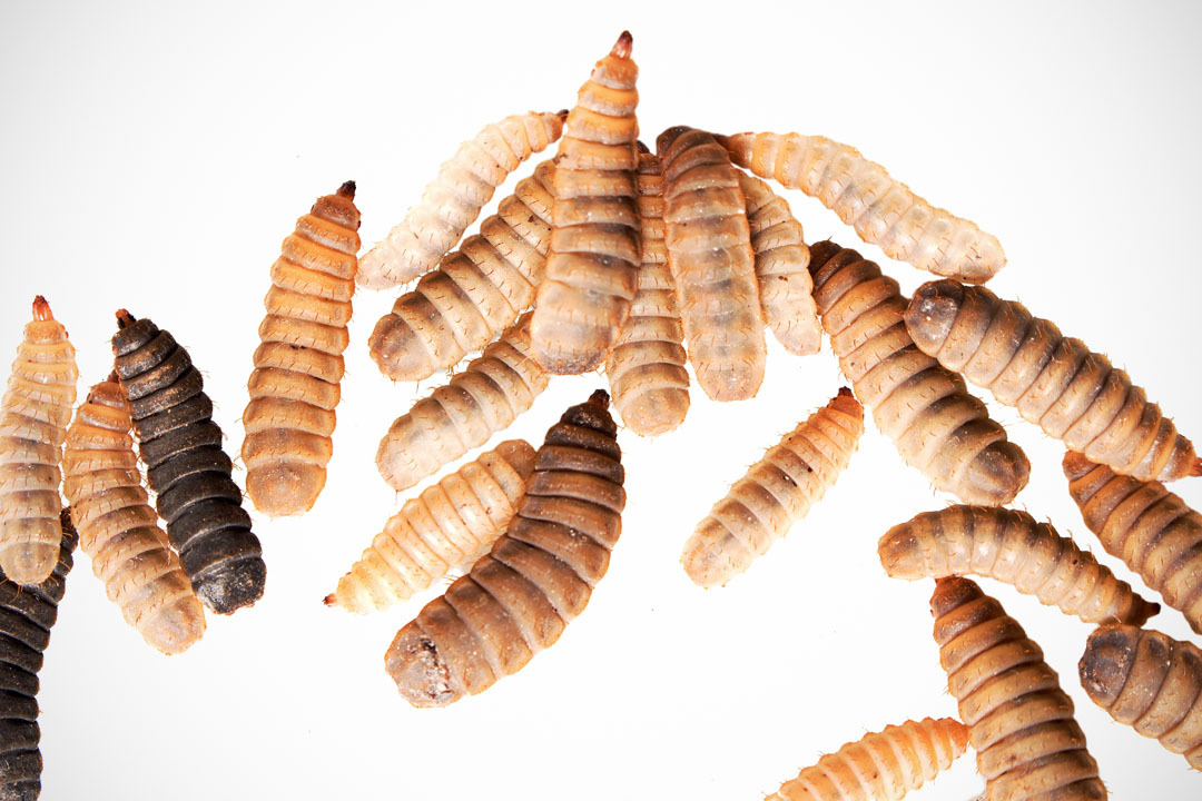Insecten in diervoer