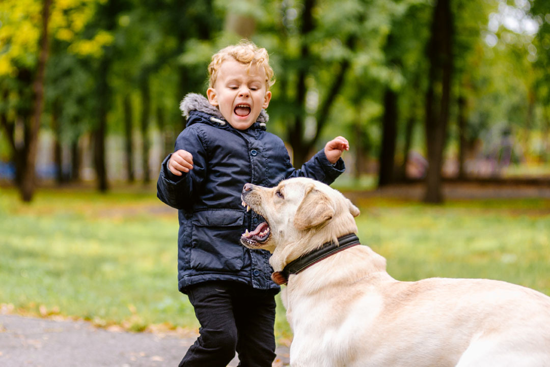 Meldpunt hondenbeten