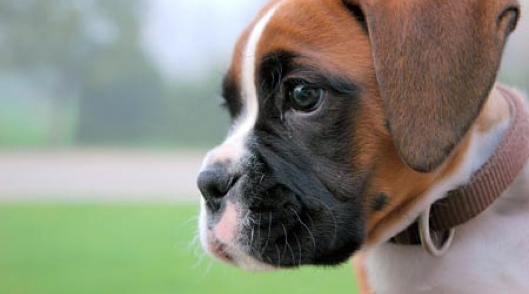 Vaccinatieplicht hondsdolheid bij import pups en kittens
