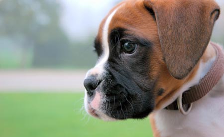 Vaccinatieplicht hondsdolheid bij import pups en kittens