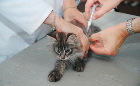 Vaccineren huisdieren voorkomt problemen
